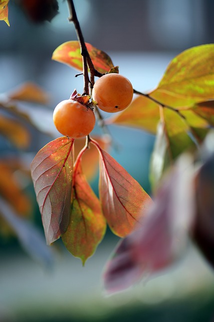 甜柿, 柿子树, 秋季
