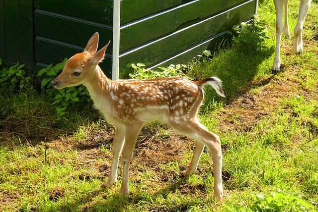 damhertje, 一个年轻的小鹿, babyhert
