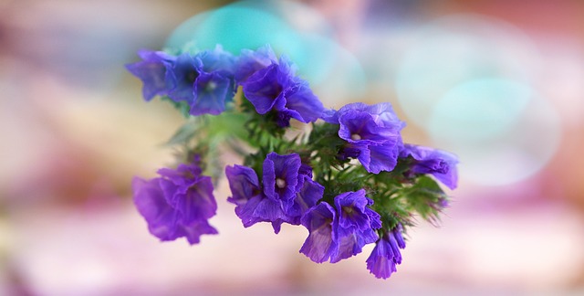 静纹蓝, 沙滩康乃馨, 花