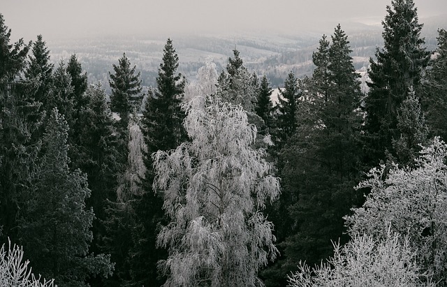 森林, 树木, 寒冷的