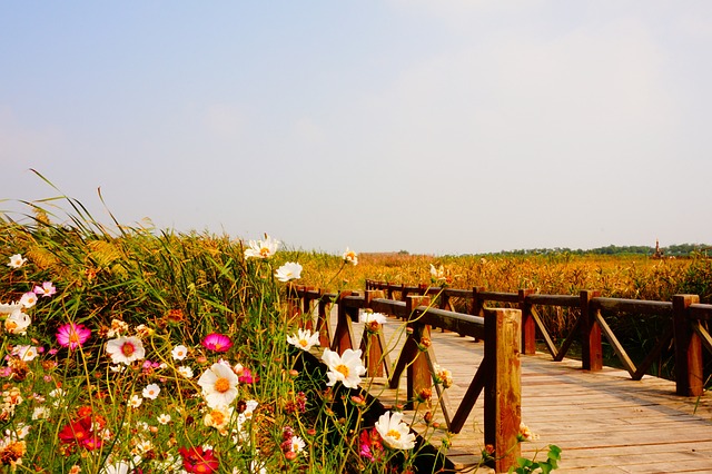 小桥, 风景, 野花