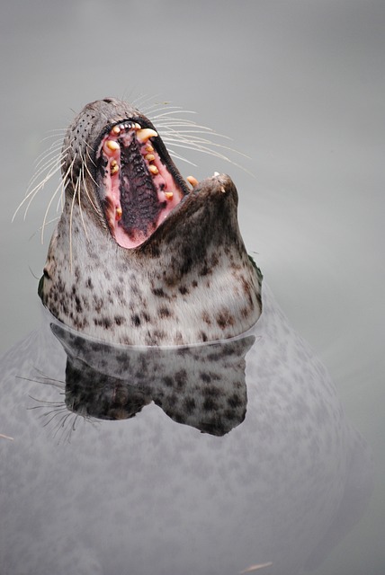 海豹, 牙齿, 哺乳动物