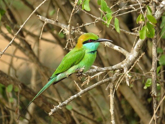 小绿色食蜂鸟, 鸟, 野生动物