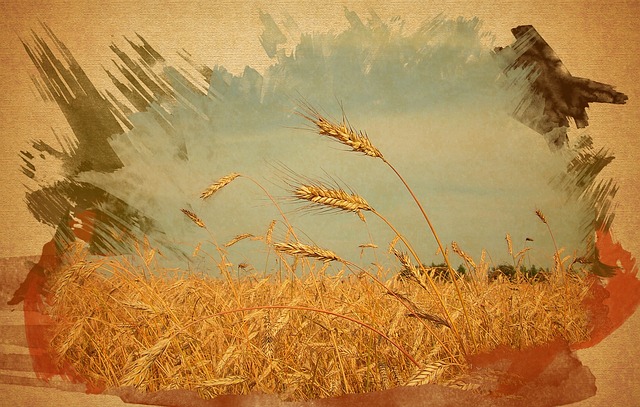 粮食领域, 小麦, 绘画