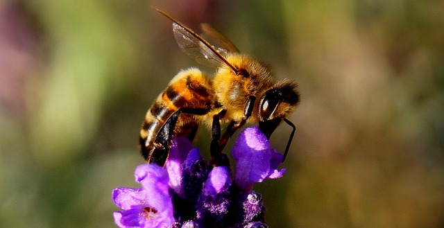 蜜蜂, 薰衣草, 昆虫