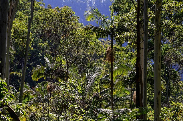 雨林, 森林, 澳大利亚