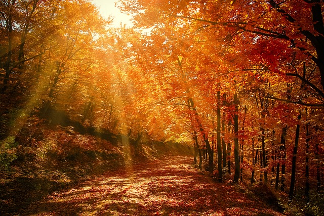 森林, 红色的, 秋天
