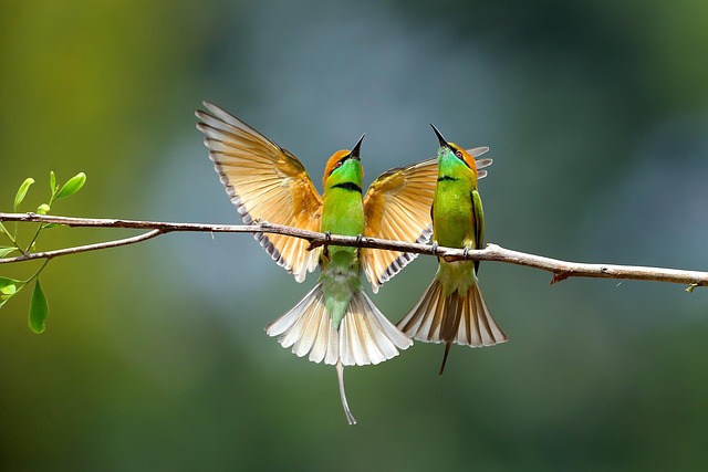 鸟类, 亚洲绿色食蜂鸟, 鸟类学