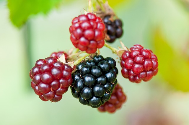 黑莓, 浆果, rubus 部分 rubus