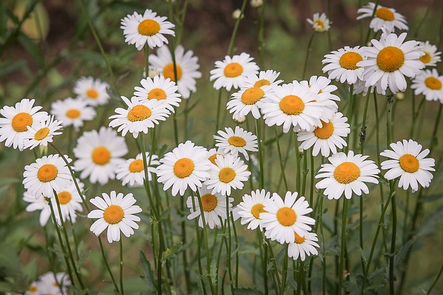 雏菊, 白色的花, 花草甸