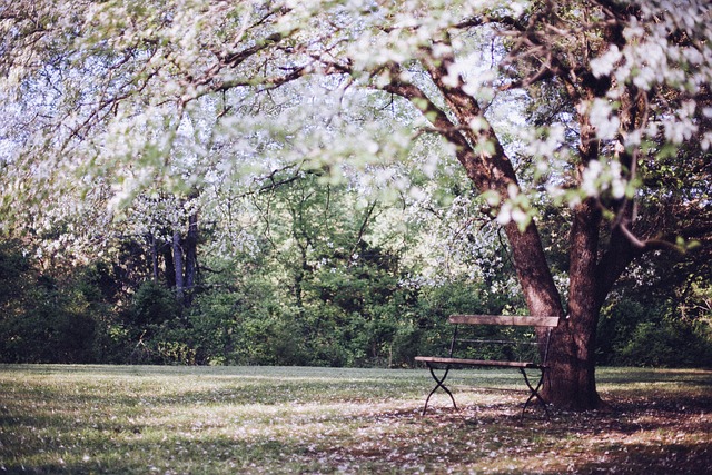 开花的树, 公园的长椅上, 长椅