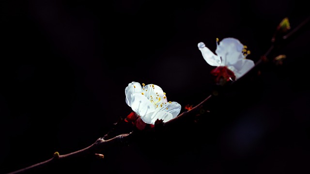 杏花, 春天, 黑背景