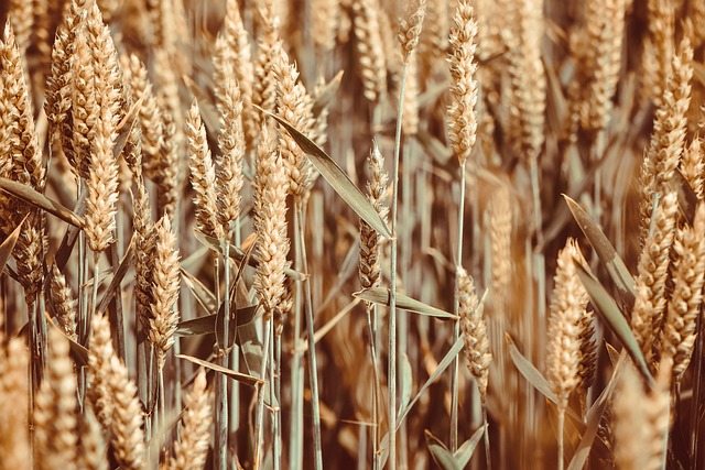 粮食, 原野, 小麦