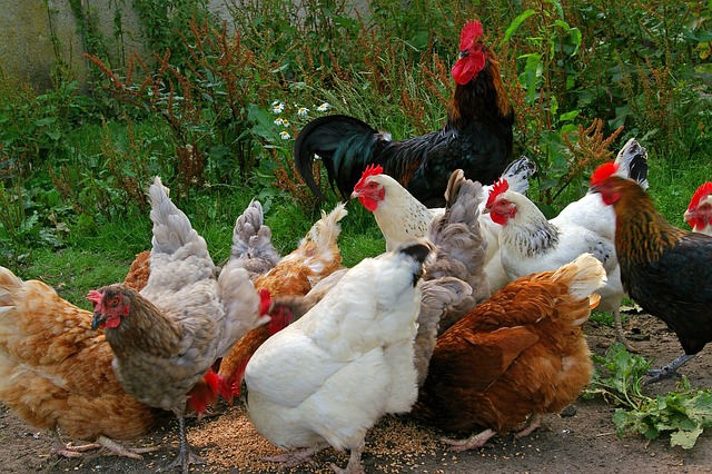 鸡, 小鸡快跑, 农场院子